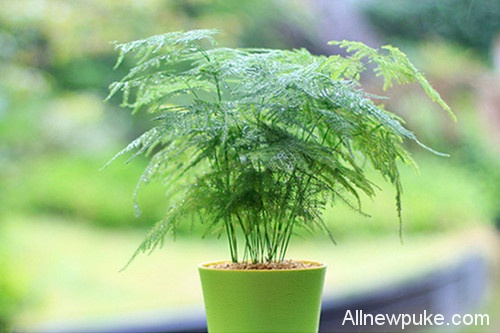 办公室的五大吉祥风水植物