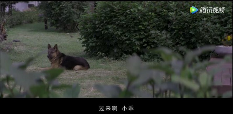 [树下惊魂/树大招疯][HD-MP4/1.3G][中文字幕][720P][黑色幽默喜剧惊悚电影]