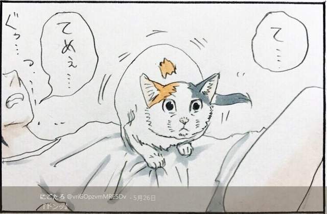 猫的调皮行为四格漫画 当做气垫床单弹来弹去