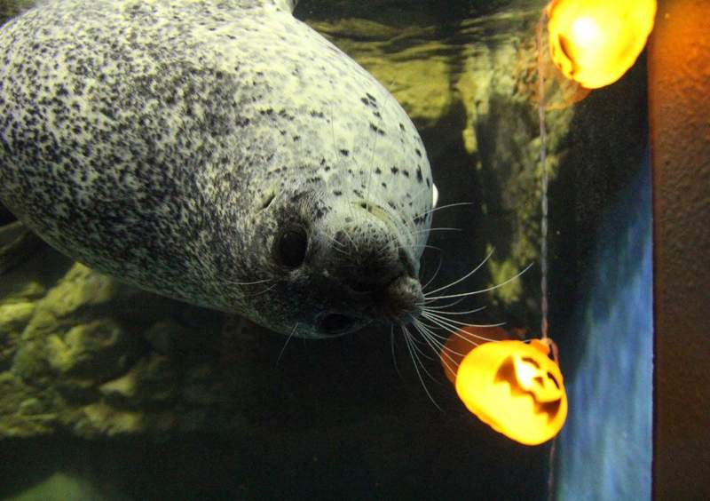 日本青森浅虫水族馆饲育员“失踪” 食人鱼水槽中被发现