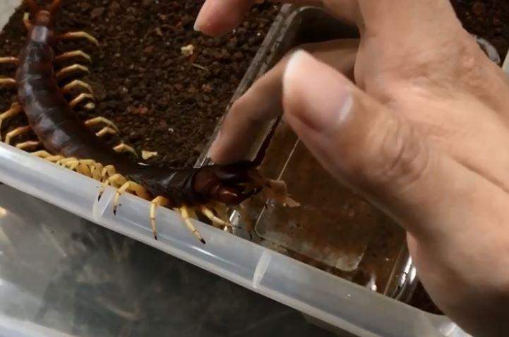 生物系男生养祕鲁巨人蜈蚣当宠物 巨型有毒蜈蚣长43厘米