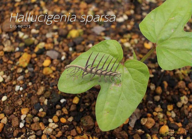 真实尺寸古生物图鉴 现代世界里史前生物有多大