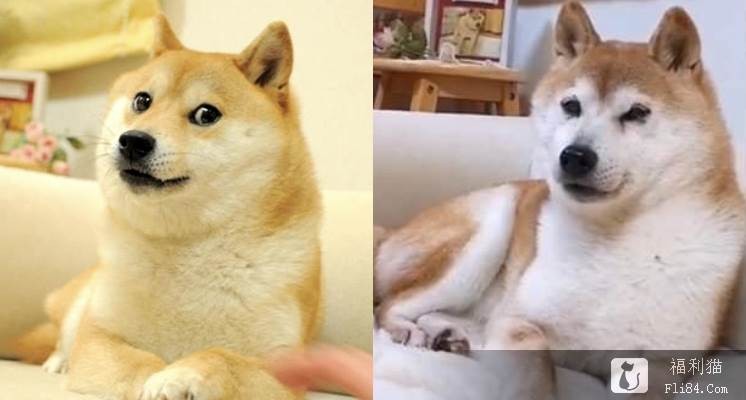 梗图“最嘲讽柴犬doge”近况曝光！6年后同一角度 网全喷泪：真的老了！