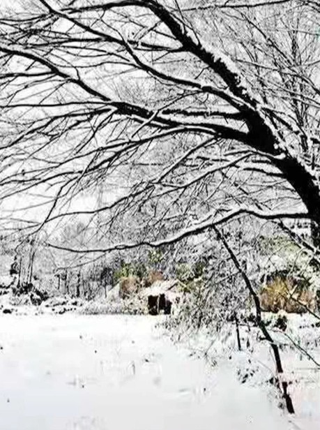 故乡的雪