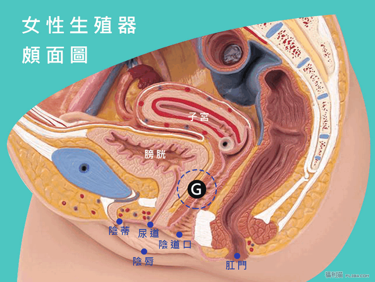 猫友一定要懂！图解女性G点与其他的高潮点！