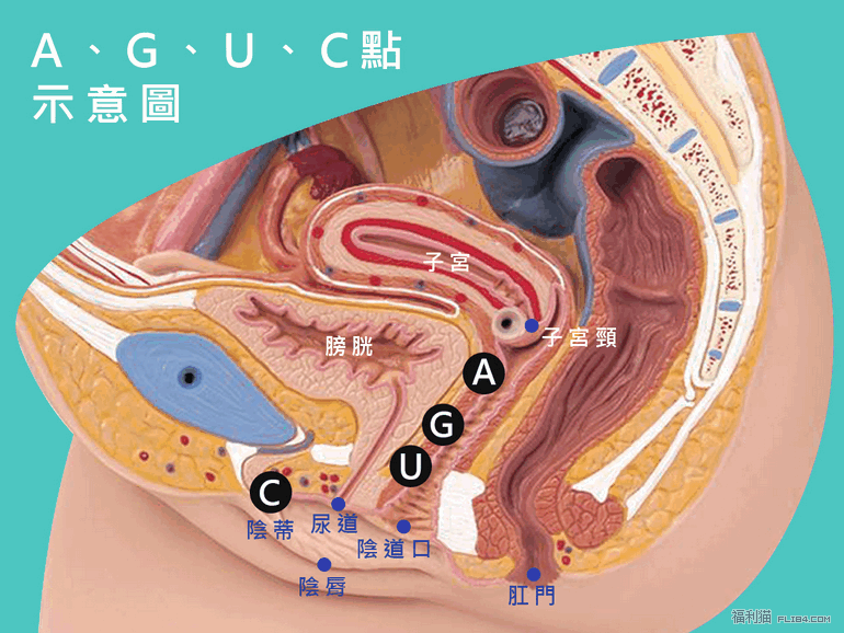 猫友一定要懂！图解女性G点与其他的高潮点！