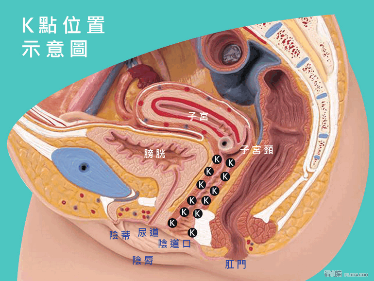 猫友一定要懂！图解女性G点与其他的高潮点！