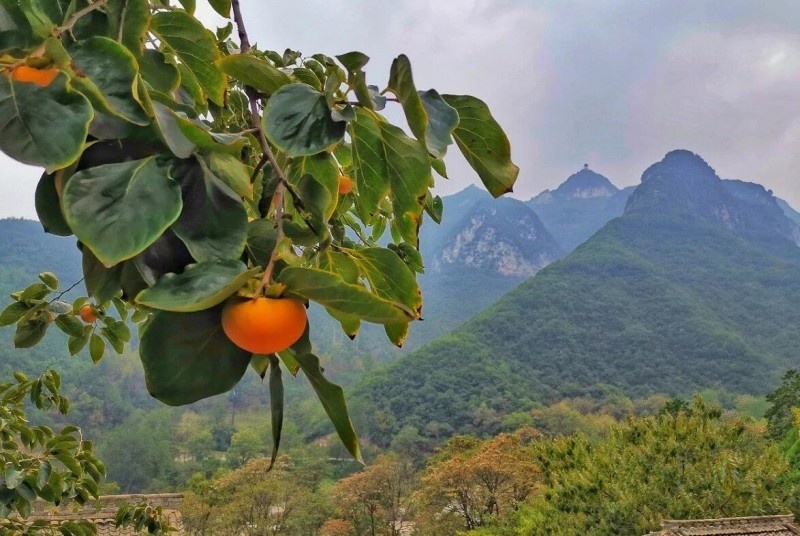 游云丘山有感：只在此山中