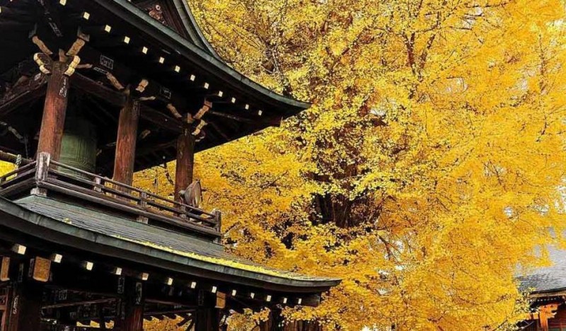 日本小京都的第一寺庙，寺中一棵1200年银杏树，寺庙靠它成了网红
