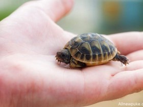 【蜗牛扑克】女人阴道里有乌龟 乌龟是怎么爬进阴道