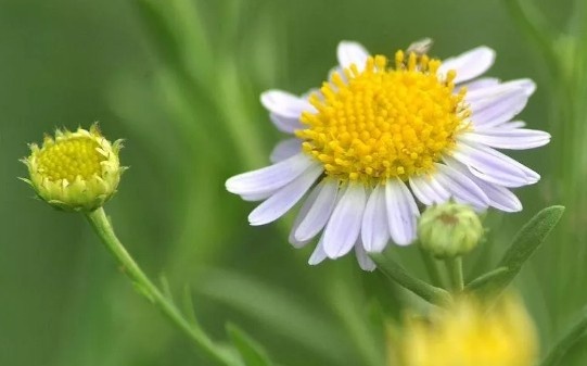 一朵小花