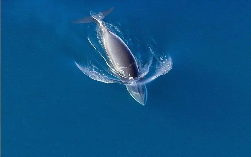 BBC经典纪录片《冰冻星球 Frozen Planet》虎鲸猎食小须鲸